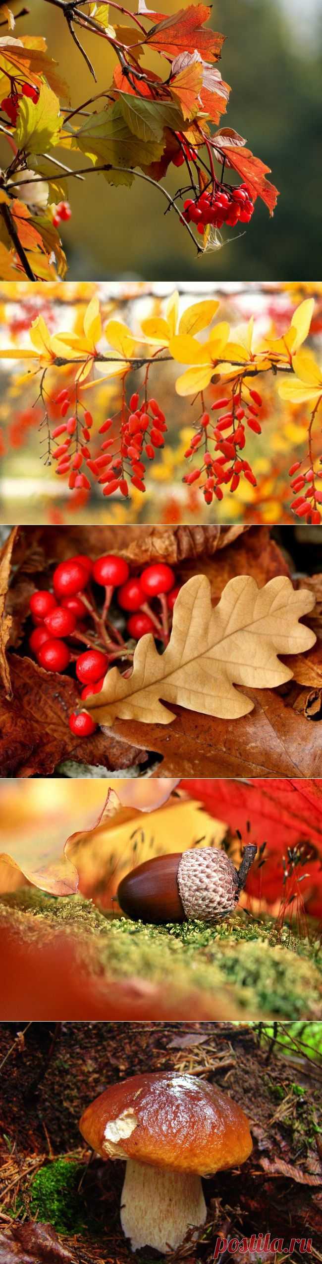 У Осени моей – особый вкус,
Чуть терпкого вина, и свежей мяты,
И травы, смелым августом – примяты,
И изменивший цвет –сирени куст…

У Осени моей – особый свет,
Она прекрасна, будто –куст калины,
Обнажены берез роскошных спины,
Им клены, с восхищеньем смотрят в след…

У Осени моей – особый взгляд…
С тоскою и прозрачной поволокой,
Задумчивый, печальный и глубокий,
И ей, к лицу – краснеющий наряд…
У Осени моей … 


© Алла Чоловенко