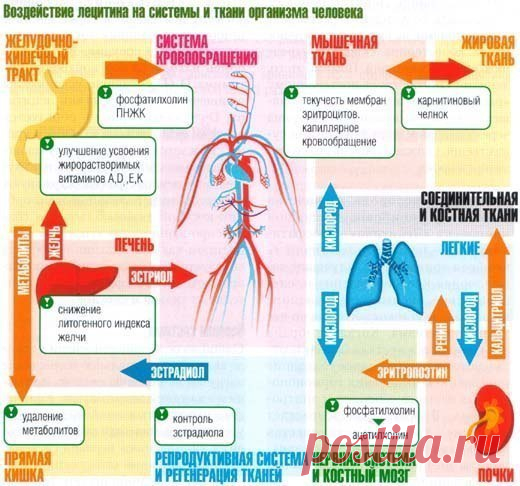 Лецитин. Ваша печень и память в порядке.

Коротко про лецитин – это строительный материал для нашего организма.

1. Лецитин является структурным элементом клеточной стенки. А ученые признают, что в основе большинства заболеваний лежит механизм повреждения структуры клеточных мембран, а это происходит в результате перекисного окисления липидов. Можно сравнить сие с коррозией, например, бензобака, а лецитин может заделать образовавшуюся дырочку. Т. е. лецитин участвует в кач...