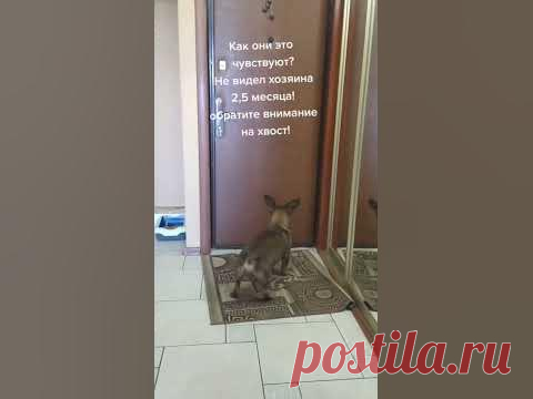 #собака #животные #dog #собаки #щенок