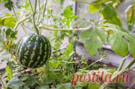 Как вырастить арбузы и дыни в теплице – все работы от посева до сбора урожая Вырастить арбуз или дыню, имея хотя бы пленочную теплицу, вполне реально даже в суровом российском климате. Достаточно лишь выбрать правильные сорта, своевременно вырастить рассаду и ответственно подо...