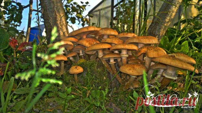Как вырастить опята на даче