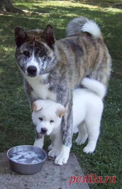 ♥ ЖИВОТНЫЕ ♥ ПРИРОДА ♥