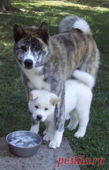 ♥ ЖИВОТНЫЕ ♥ ПРИРОДА ♥