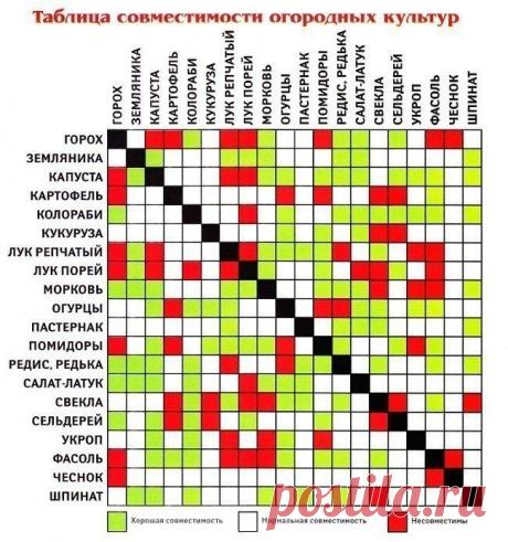 ОВОЩИ, КОТОРЫЕ СТОИТ ПОСАДИТЬ РЯДОМ | 6 соток