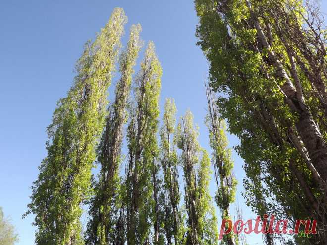 Тополя | Нина Стрелкова. Разные слова | Яндекс Дзен
✨ Автор: Нина Стрелкова ✧ 
Стоит зелёных тополей стена,
Бросая на дорогу тени синие,
Разделена дорога вдоль пунктирной линией,
Так жизнь на радость и печаль разделена.
* * *
Но как узнать, в какой же стороне 
Дорога к счастью, а в какой – к печали?
И тополя, верхушками качая,
Об этом никогда не скажут мне.