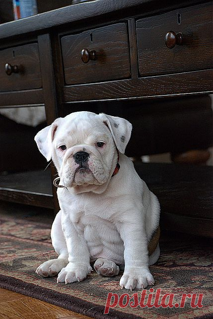 Rosey | Flickr - Photo Sharing!
