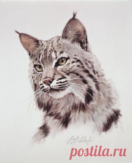 Кошачьи портреты Гая Коэлича - Искусство животных Гая Коэлича