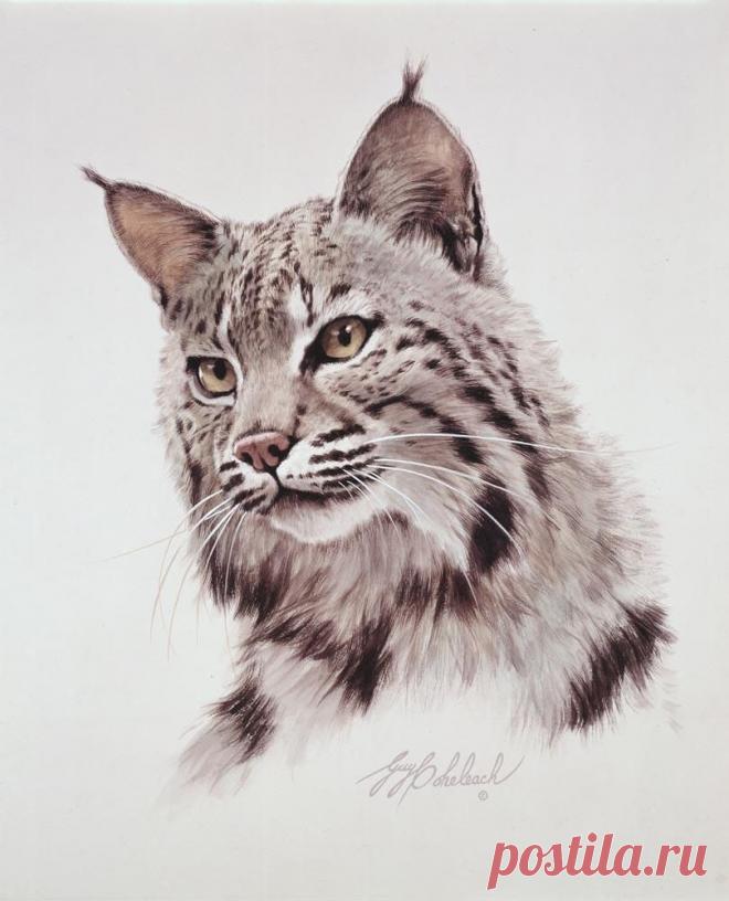 Кошачьи портреты Гая Коэлича - Искусство животных Гая Коэлича