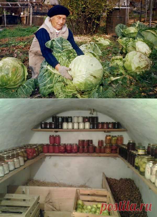 Огород в октябре. Работы в огороде в октябре.