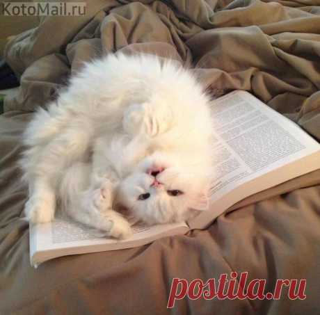 Главный герой)