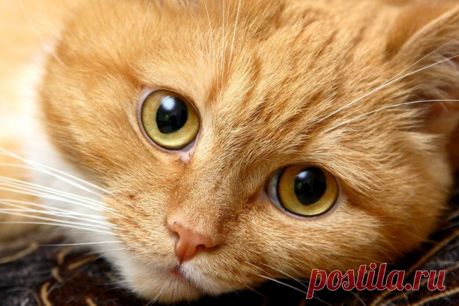 Фотографии кошек, которые достойны восхищения! | Дай лапку
