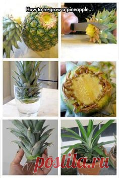 Pinterest: выращиваем ананас из верхушки