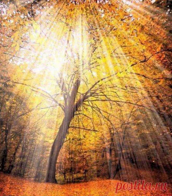 Между листьями свет, между ветками свет…
Ничего, кроме света, на свете и нет,
Ничего, кроме белого, белого дня,
Что начало берёт с заревого огня,
И уходит, кончаясь закатным огнём…
Надо жить на земле лишь сегодняшним днём,
Что огромен и нов, светоносен и чист,
Где на ветке горит несгораемый лист.
~~~~~~~~~~~~~~~~
Лариса Миллер 
￼