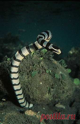 Yellow-lipped sea krait (Laticauda colubrina) in southwest Palawan, Philippines. Sea kraits inhabit two worlds, the sea and the land. They feed in the sea on eels and have several adaptations for swimming and diving not found in terrestrial snakes. However, they return to land for digestion of food, sloughing their skin, mating and laying eggs. This is the largest species of sea snake, and known to occur in high densities on small tropical islands.