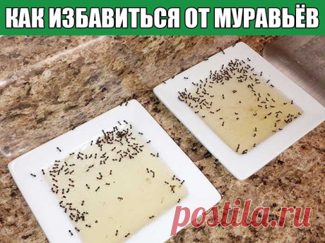КАК ИЗБАВИТЬСЯ ОТ МУРАВЬЁВ НА САДОВОМ УЧАСТКЕ
10 народных советов, которые стоит попробовать, если вам досаждают эти в общем-то полезные, но на даче нежелательные насекомые
Чем опасны муравьи на даче, знает, пожалуй, каждый садовод. Мало того, что эти прилежные пастухи разводят и заботятся о тле, портящей растения, так еще и поливая своей муравьиной кислотой корни растений, способны погубить их.
Способов борьбы с ними изобретено уже масса. От химических инсцекитицидов (нап...