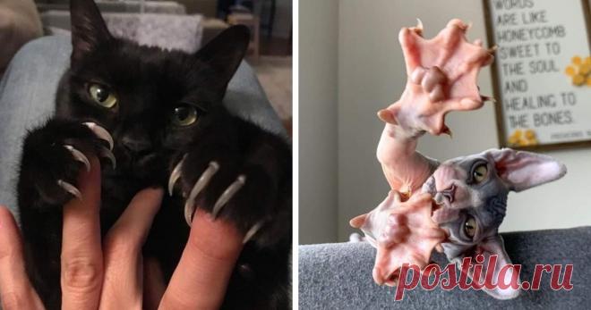 18 фотографий котиков, которые активировали режим охотника и показали всему миру свои когтищи  