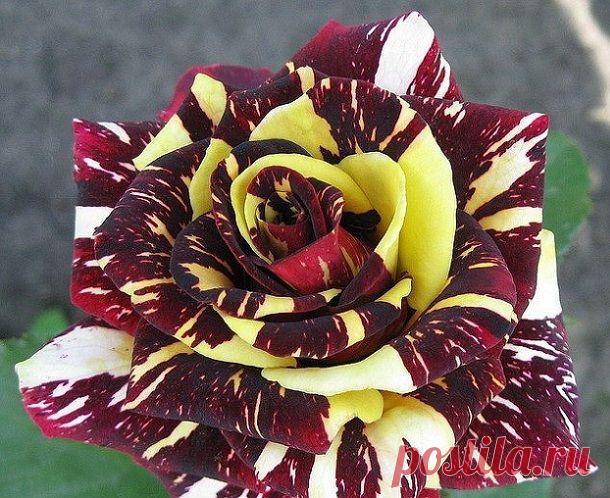 Осенняя посадка роз. Как посадить розы осенью: 5 основных этапов