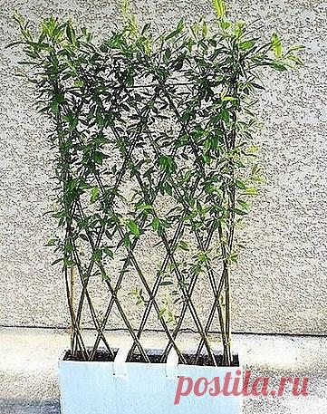 Живые беседки из укорененной ивы