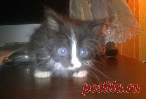 Отдам даром 3 котят