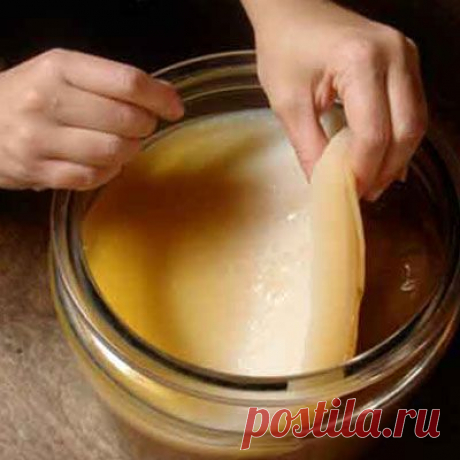 УЗЕЛОК НА ПАМЯТЬ. Как вырастить чайный гриб с нуля?