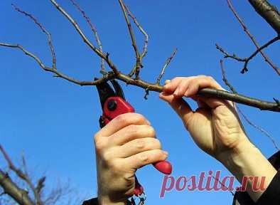 ОБРЕЗКА САДОВЫХ ДЕРЕВЬЕВ
Яблони, груши и прочие плодовые культуры дают обильный урожай пока молодые. С возрастом их плоды заметно мельчают, а сами растения чаще болеют. Но отчаиваться не стоит – вернуть деревьям былую силу можно с помощью обрезки. И делать ее лучше всего в феврале.
Омолаживающая обрезка убивает сразу трех зайцев: плоды становятся крупнее, урожайность увеличивается на 20–60%, повышается морозостойкость деревьев и к тому же их проще обрабатывать от болезней и вредителей.
Три шаг