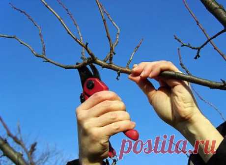 ОБРЕЗКА САДОВЫХ ДЕРЕВЬЕВ
Яблони, груши и прочие плодовые культуры дают обильный урожай пока молодые. С возрастом их плоды заметно мельчают, а сами растения чаще болеют. Но отчаиваться не стоит – вернуть деревьям былую силу можно с помощью обрезки. И делать ее лучше всего в феврале.
Омолаживающая обрезка убивает сразу трех зайцев: плоды становятся крупнее, урожайность увеличивается на 20–60%, повышается морозостойкость деревьев и к тому же их проще обрабатывать от болезней и вредителей.
Три шаг