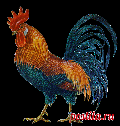 «Почему петухи кукарекают?»