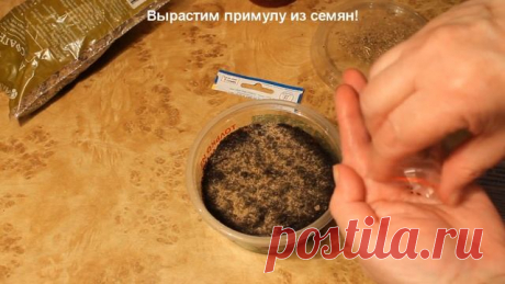 Примула из семян в домашних условиях. Обязательные условия без которых не вырастить примулу.