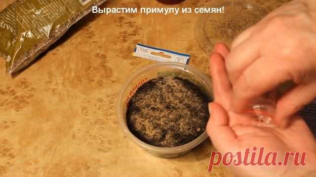 Примула из семян в домашних условиях. Обязательные условия без которых не вырастить примулу.