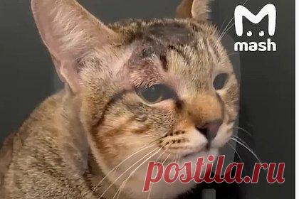 Кошка спасла семью российских туристов от ядовитой змеи на Бали