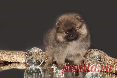 Эрика