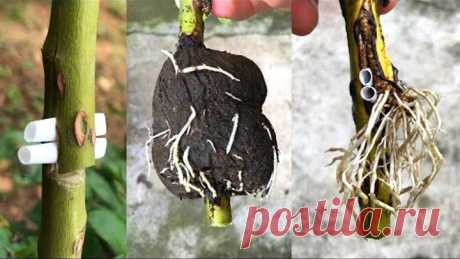 Nhân giống hoa hồng theo cách mới | How to make a rose root
