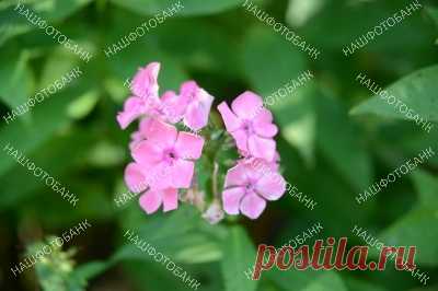 Флокс розовый Флокс розовый, декоративное садовое растение, розовые цветы крупным планом на фоне зелёной листвы в саду летним днем.