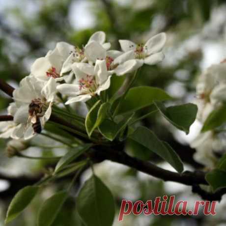 Как пчёлы собирают пыльцу и  как  пасечник её отбирает у пчел