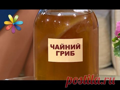 Чайный гриб: какая польза и вред? – Все буде добре. Выпуск 984 от 16.03.17