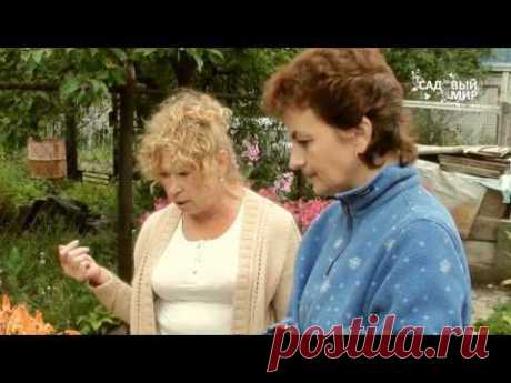 Неприхотливые садовые растения. Сайт &quot;Садовый мир&quot; - YouTube