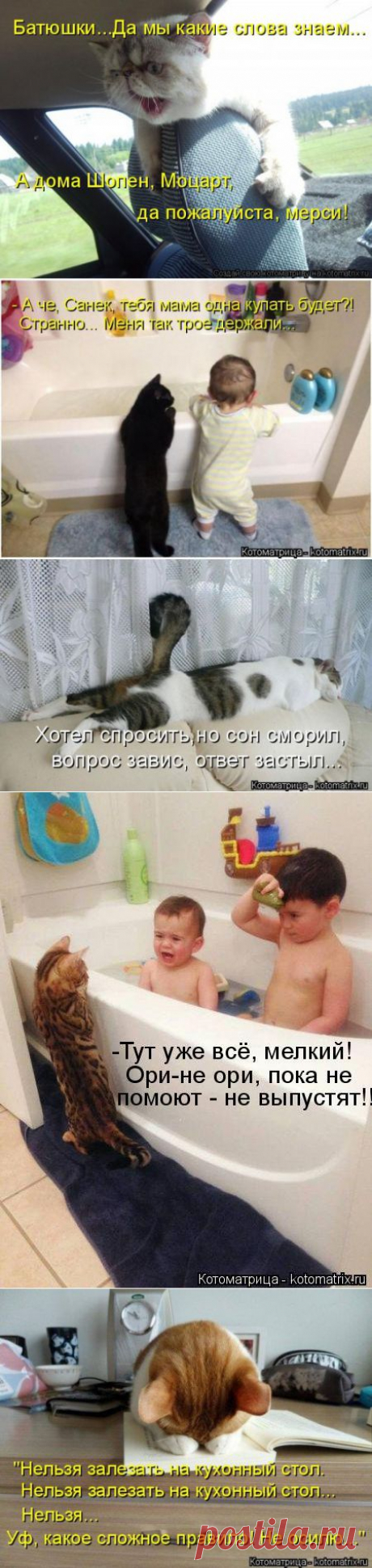 Новая смешная котоматрица | Позитив в картинках и не только