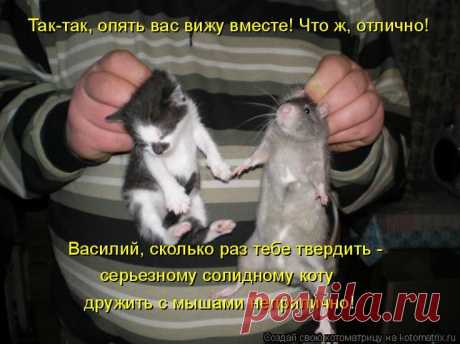 Я не люблю доступных женщин - Позитив для оптимистов - медиаплатформа МирТесен