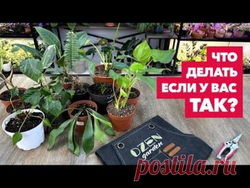 Реанимация комнатных растений » Мой порядок действий по спасению