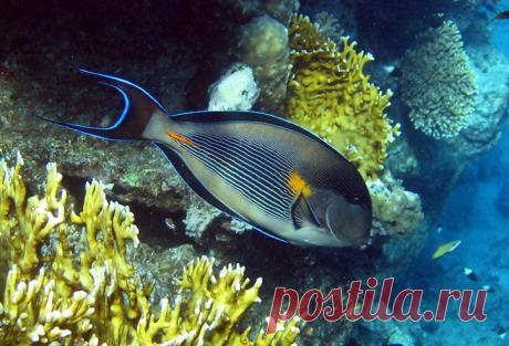 Рыба-хирург,моя любимая...