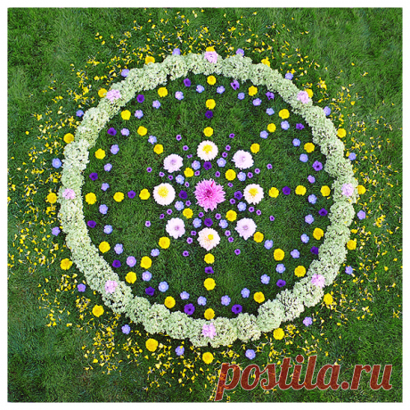 Clematita - Google Search