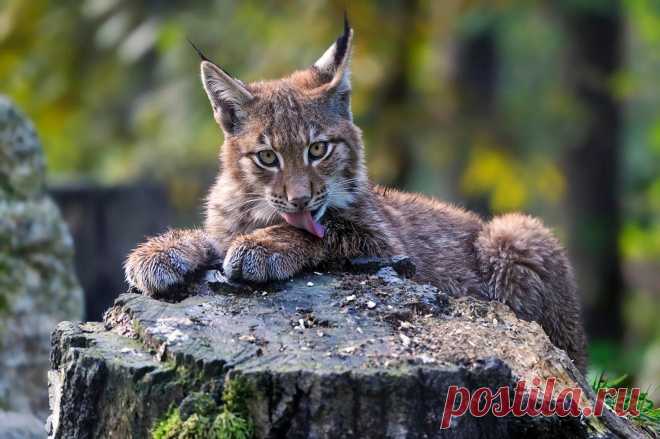 12 фотографий милых рысей, которые отдыхают в лесу | Кошачий вестник | Пульс Mail.ru