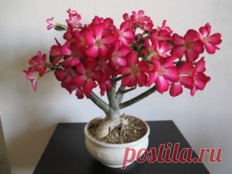 АДЕНИУМ - &quot;Роза пустыни&quot; Впервые описание рода Adenium дали два ученых Рёмер и Шульц, в своем совестном ботаническом труде. Они и дали оригинальному растению название, которое произошло от места его обнаружения, страны Аден, …