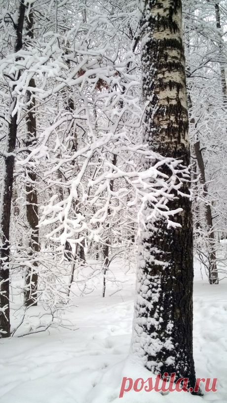 Birch tree covered with snow