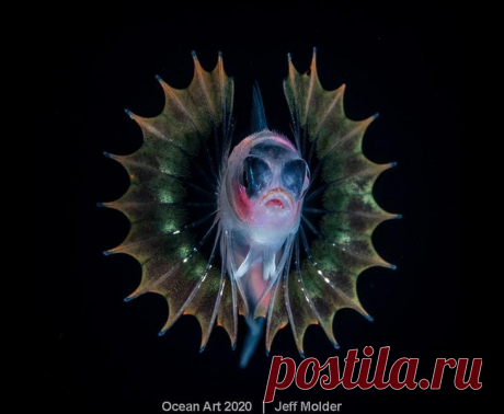Конкурс подводной фотографии Ocean Art 2020 Это один из самых престижных конкурсов подводной фотографии. Снимки с Ocean Art 2020 Underwater Photography Competition. Тысячи фотографий из 80 стран были представлены в 12 различных категориях.
Смот...