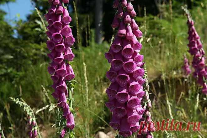 Наперстянка — красота в ландшафтном дизайне | Дача - впрок