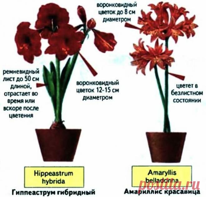 Мой гиппеаструм- семена, посадка, уход. О цветении в спартанских условиях | ТАЁЖКА №8 | Яндекс Дзен