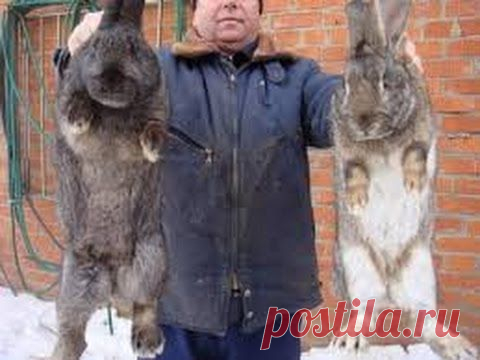 Чем можно кормить кроликов — Яндекс.Видео