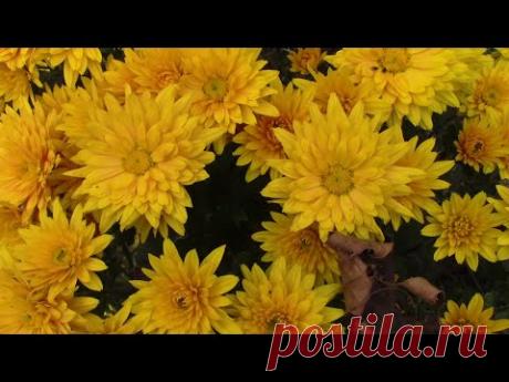 ЭТИ РАСТЕНИЯ КРАСИВЫ И В ОКТЯБРЕ!