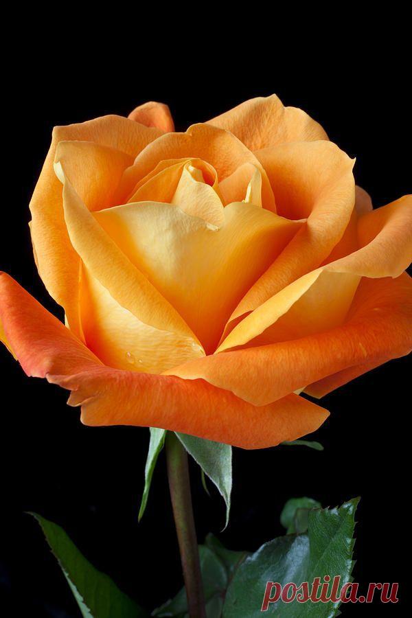 Single Orange Rose Print by Garry Gay